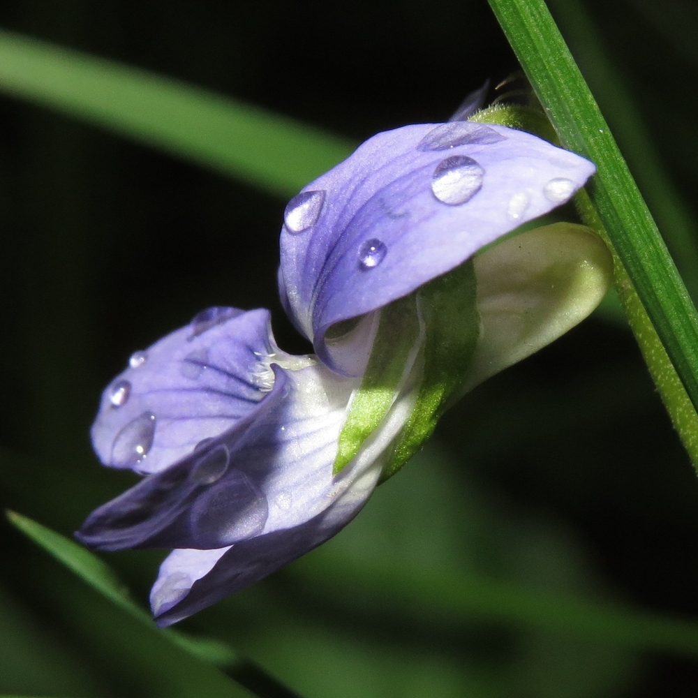 Image of Viola rupestris specimen.