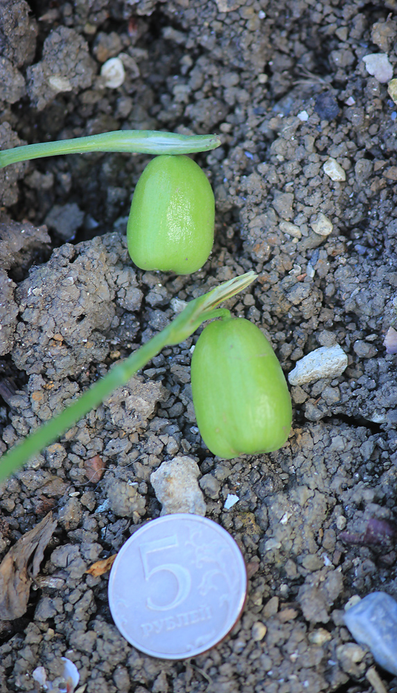 Image of Galanthus plicatus specimen.