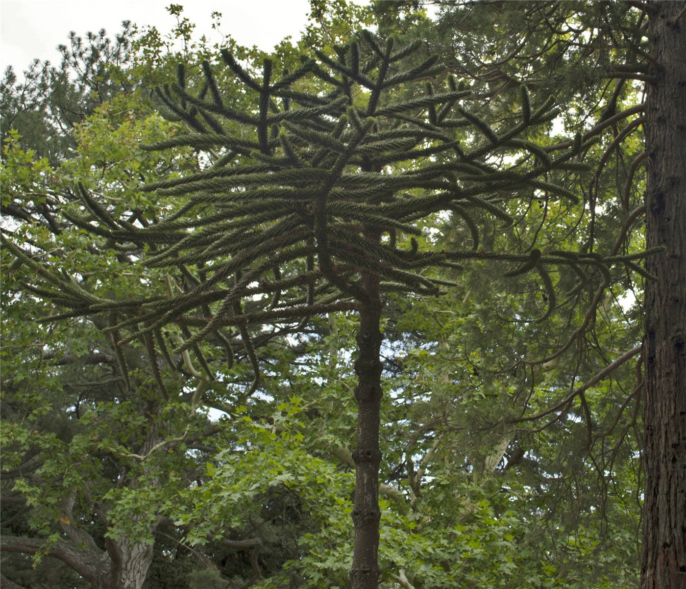 Изображение особи Araucaria araucana.