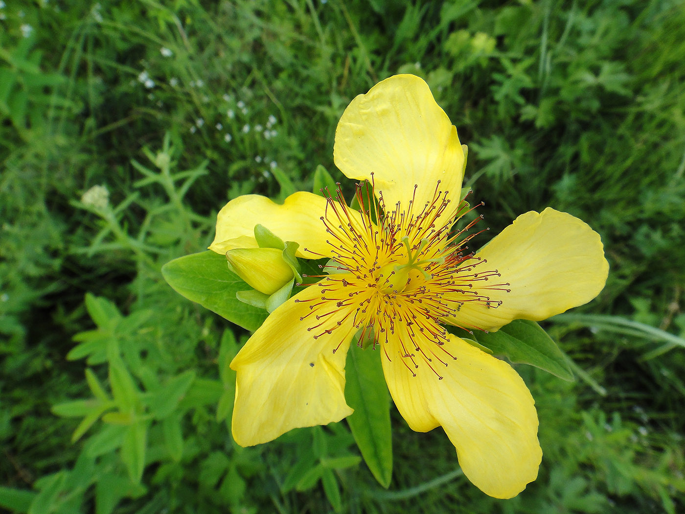 Image of Hypericum ascyron specimen.