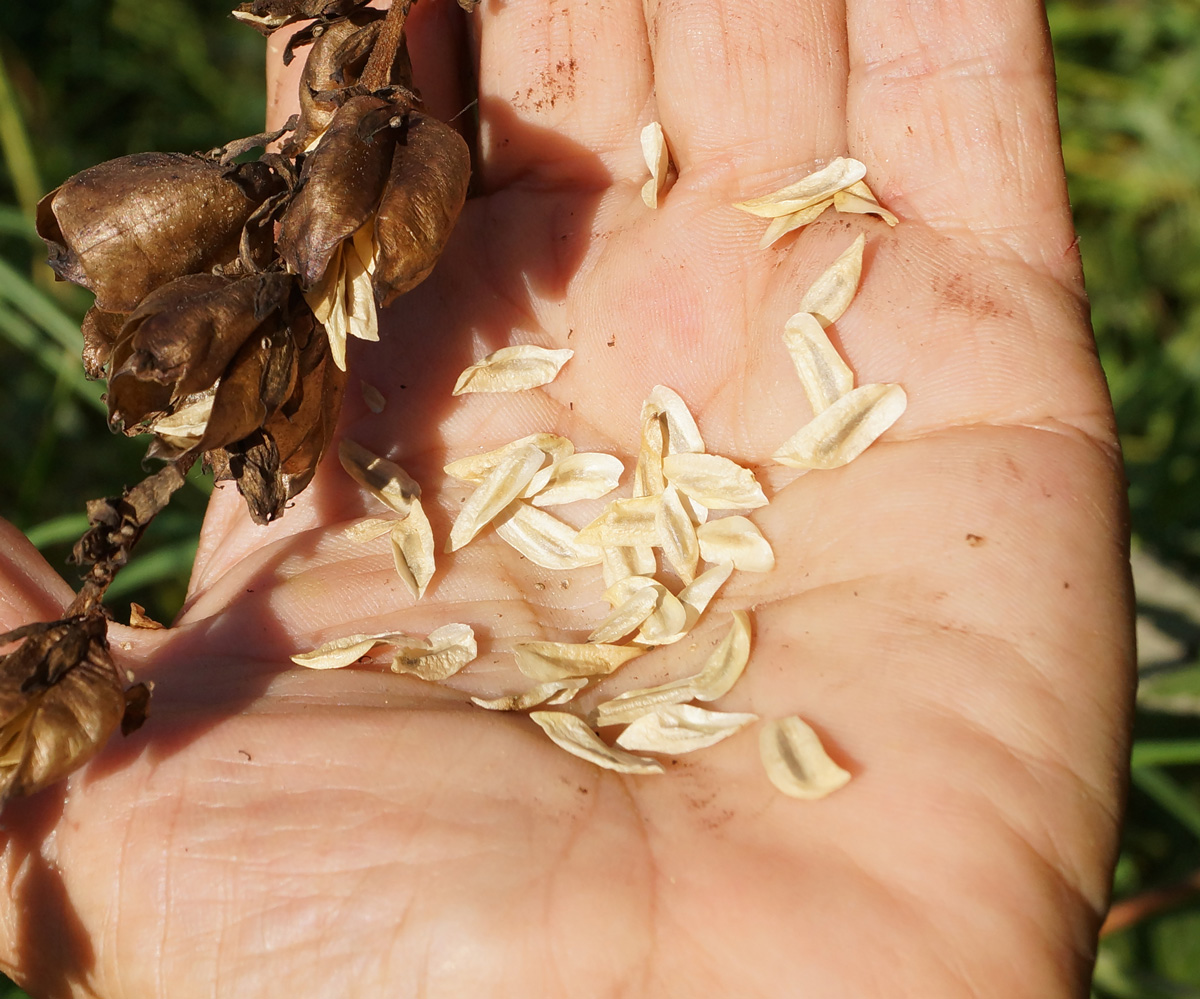 Image of Veratrum lobelianum specimen.