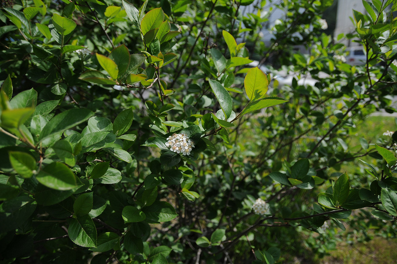 Изображение особи Aronia melanocarpa.