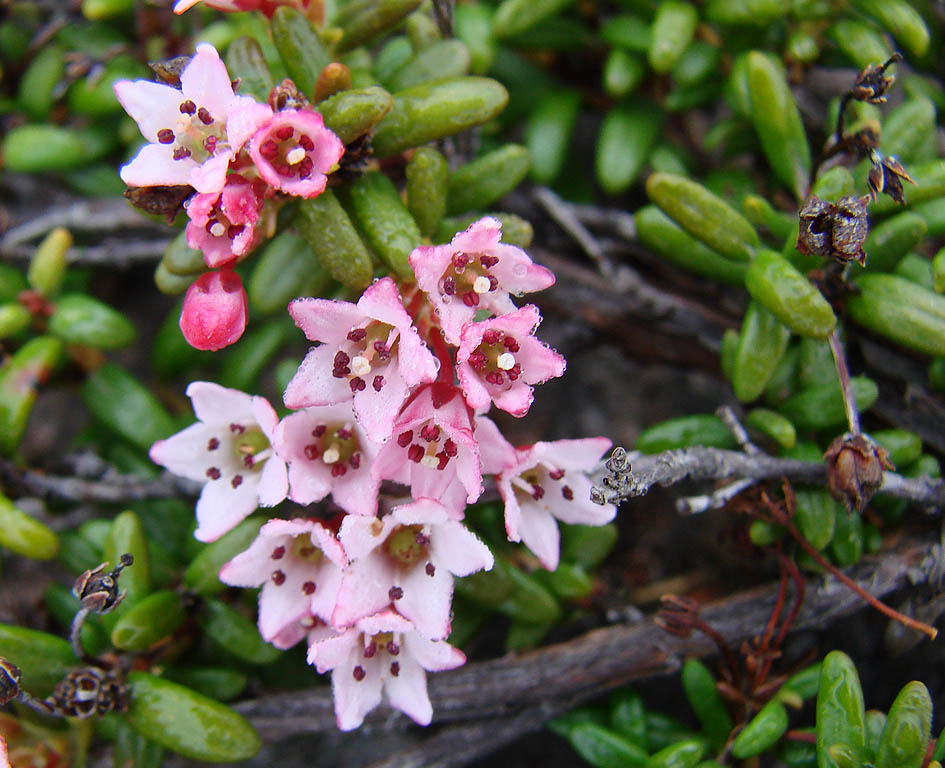 Image of Loiseleuria procumbens specimen.