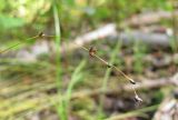 Carex disperma