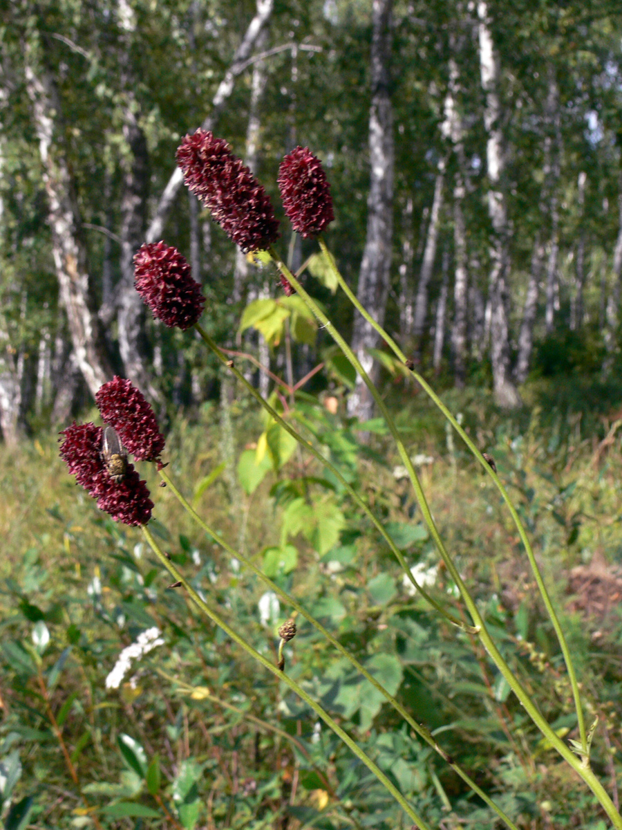 Image of Sanguisorba officinalis specimen.