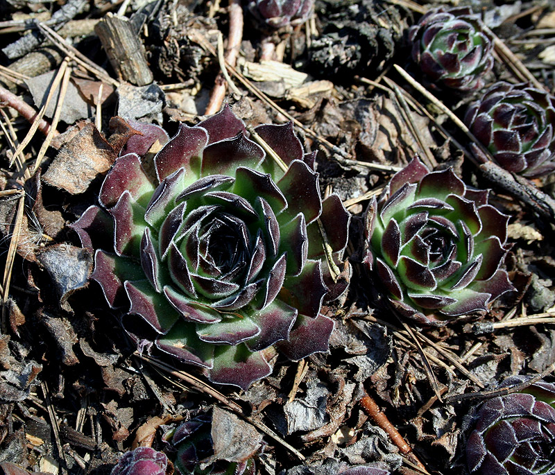 Изображение особи Sempervivum ruthenicum.