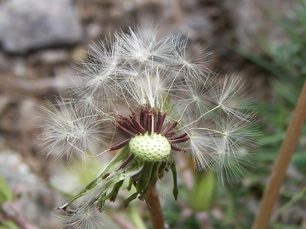 Image of Taraxacum erythrospermum specimen.