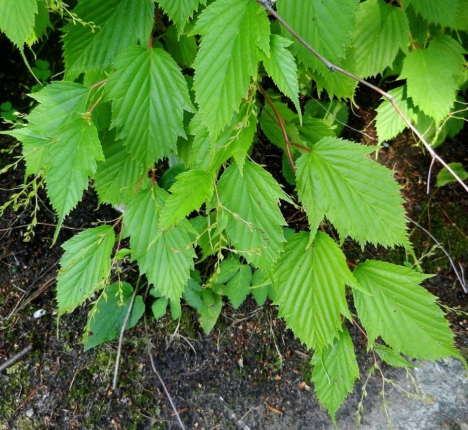 Image of Stephanandra tanakae specimen.