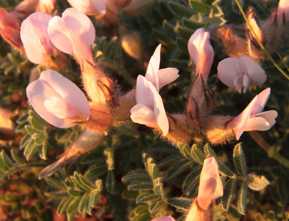 Изображение особи Astragalus sareptanus.