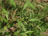 Persicaria lapathifolia. Побеги с соплодиями. Санкт-Петербург. 31.07.2009.