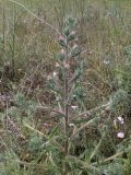 Echium asperrimum. Верхушка цветущего растения. Испания, автономное сообщество Каталония, провинция Жирона, комарка Баш Эмпорда, муниципалитет Тороэлья-де-Монгри, долина Санта-Катерина. 28.05.2016.