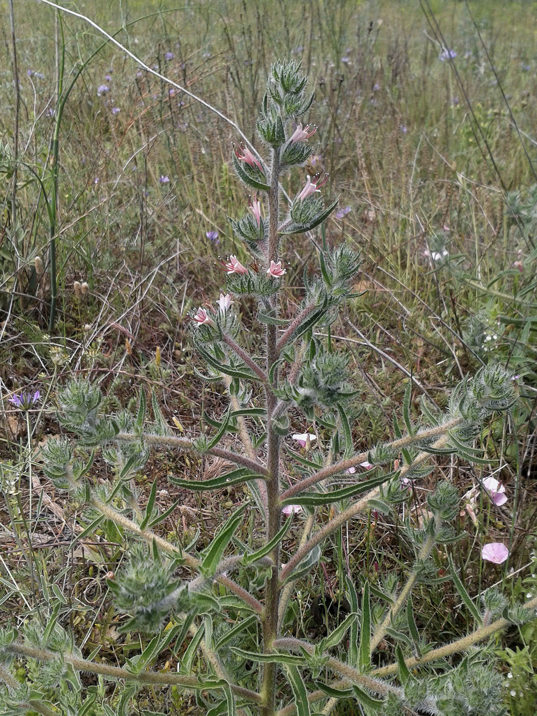 Изображение особи Echium asperrimum.