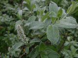 Salix glauca