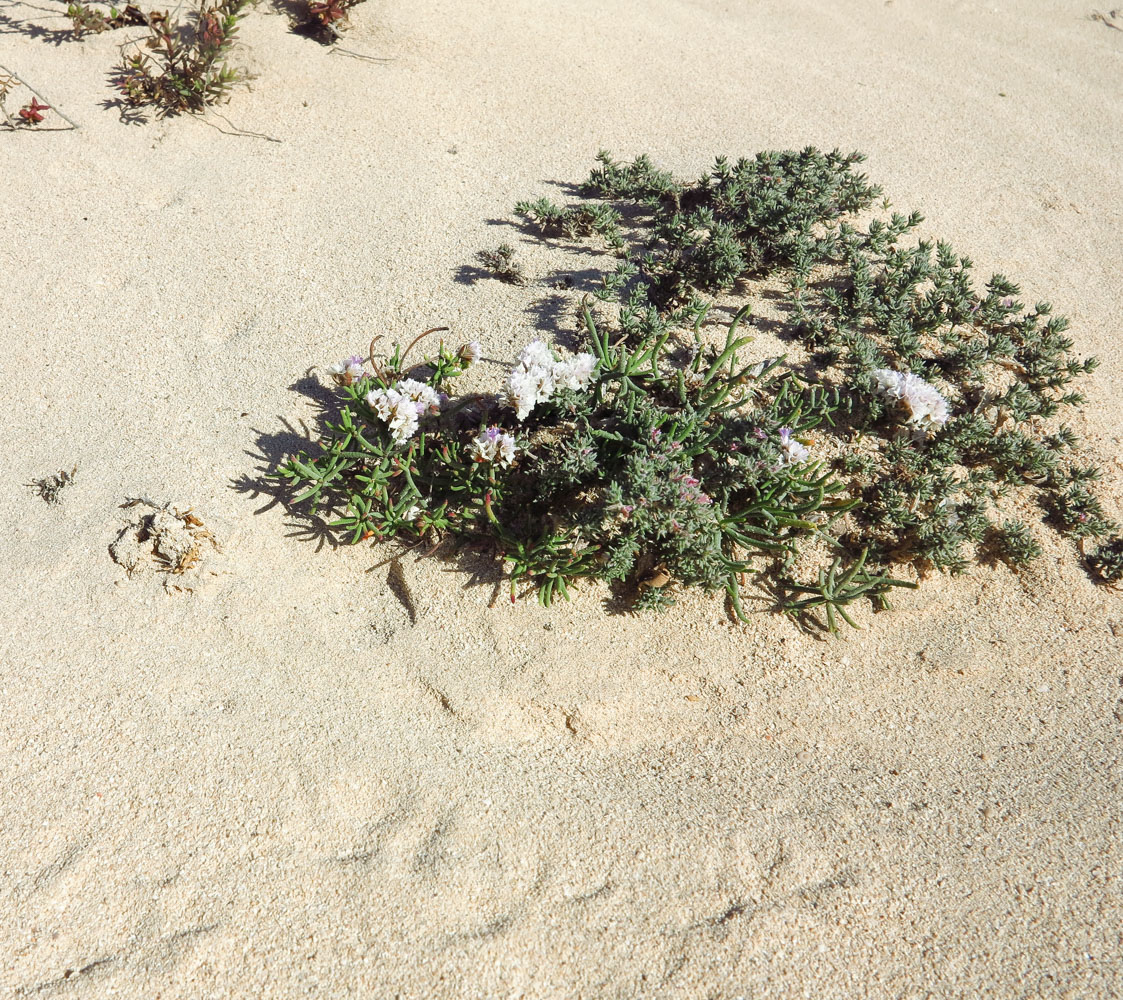 Изображение особи Limonium papillatum.