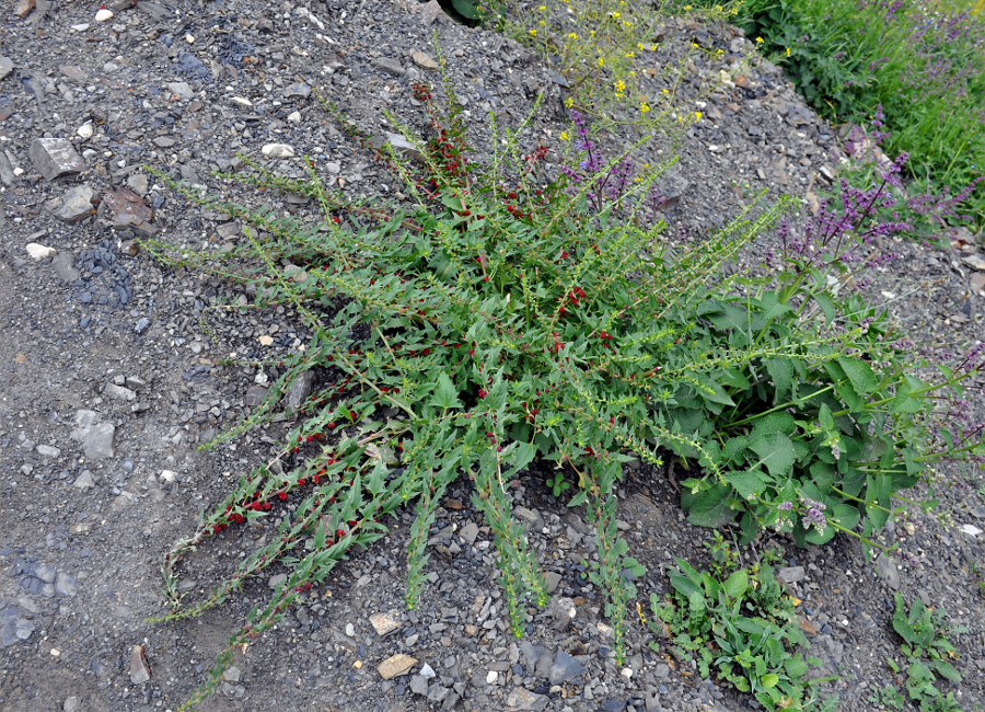 Image of Blitum virgatum specimen.