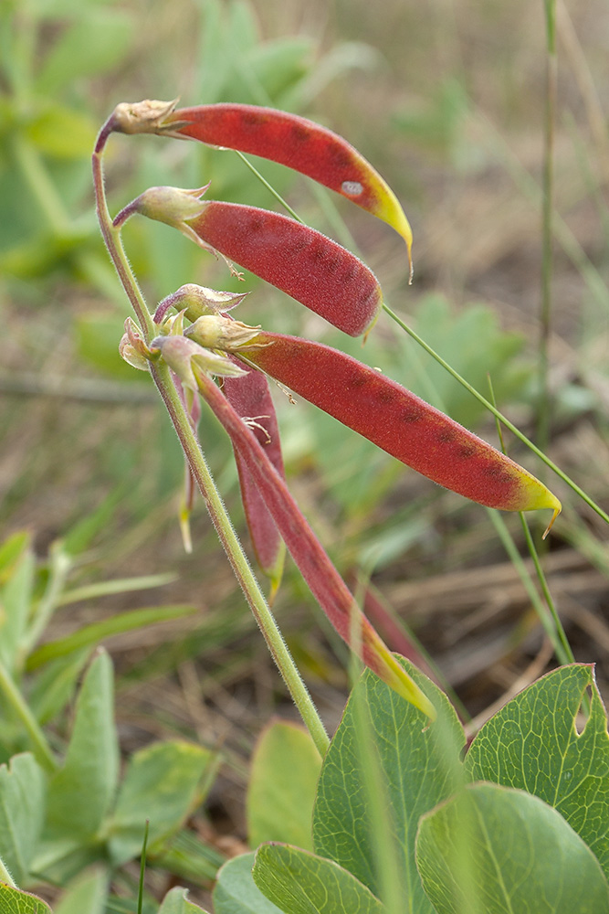 Image of Lathyrus japonicus ssp. pubescens specimen.