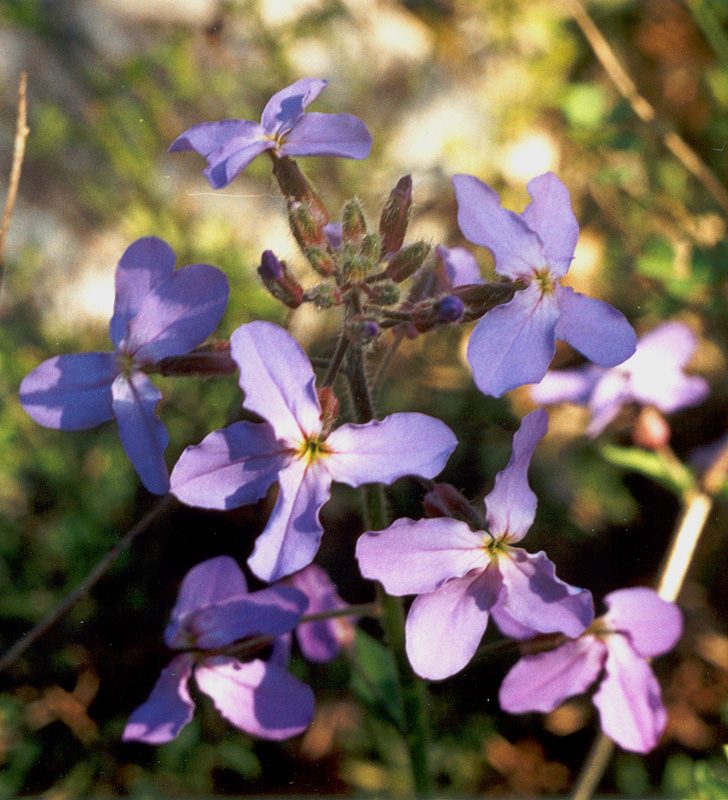 Изображение особи Hesperis steveniana.