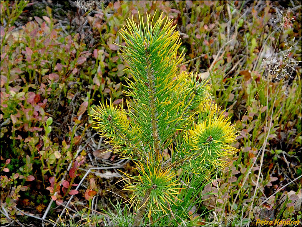 Изображение особи Pinus sylvestris.