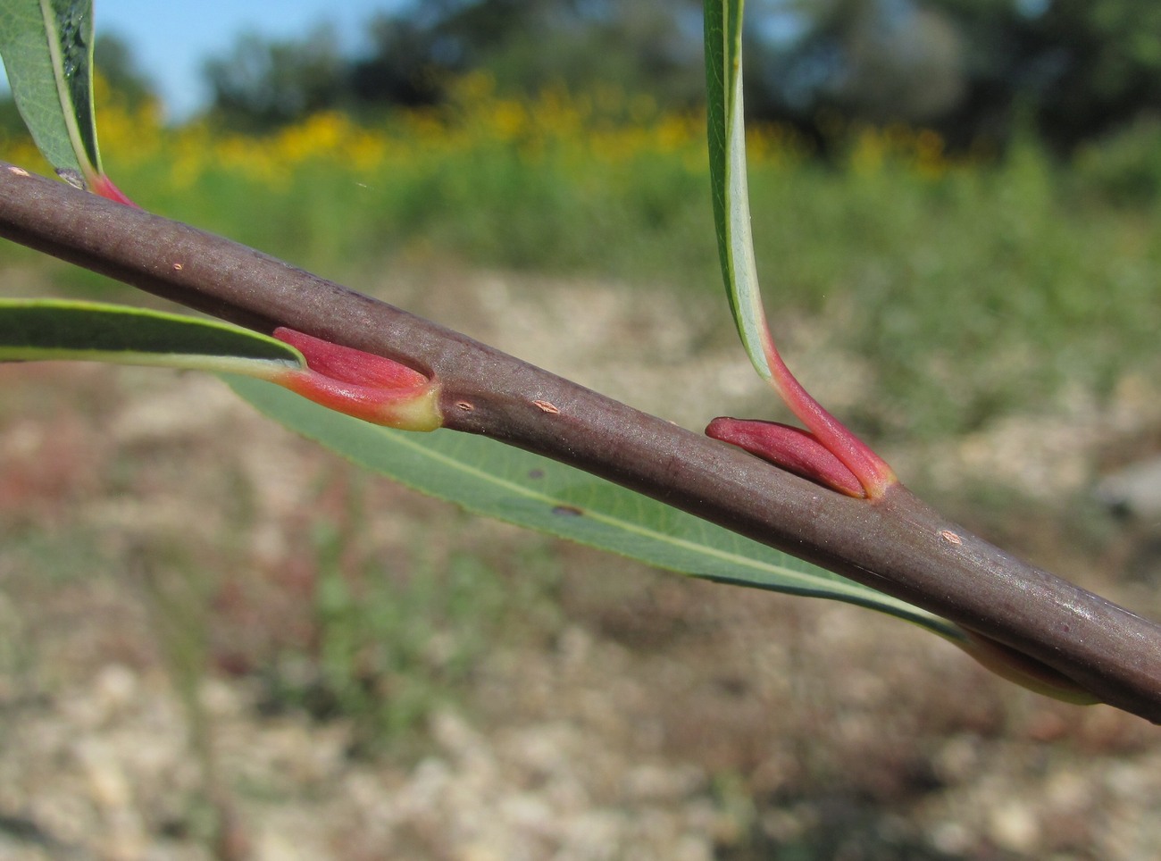 Изображение особи Salix elbursensis.