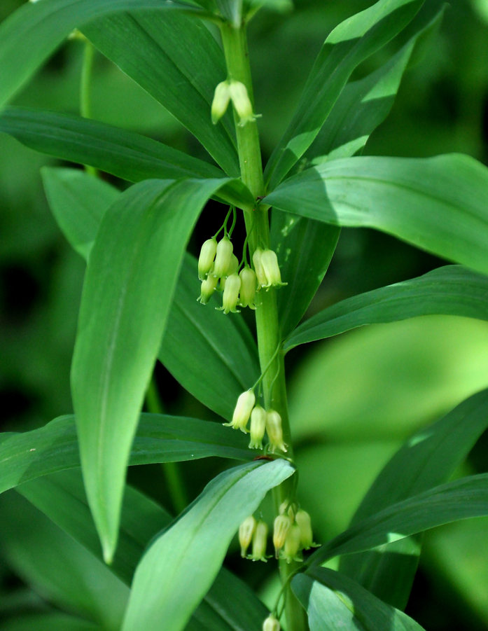 Изображение особи Polygonatum verticillatum.