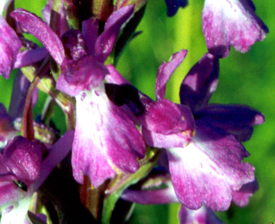 Image of Anacamptis laxiflora ssp. elegans specimen.