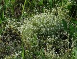 Galium uliginosum. Цветущее растение. Иркутская обл., Иркутский р-н, окр. с. Смоленщина, луг. 10.07.2015.