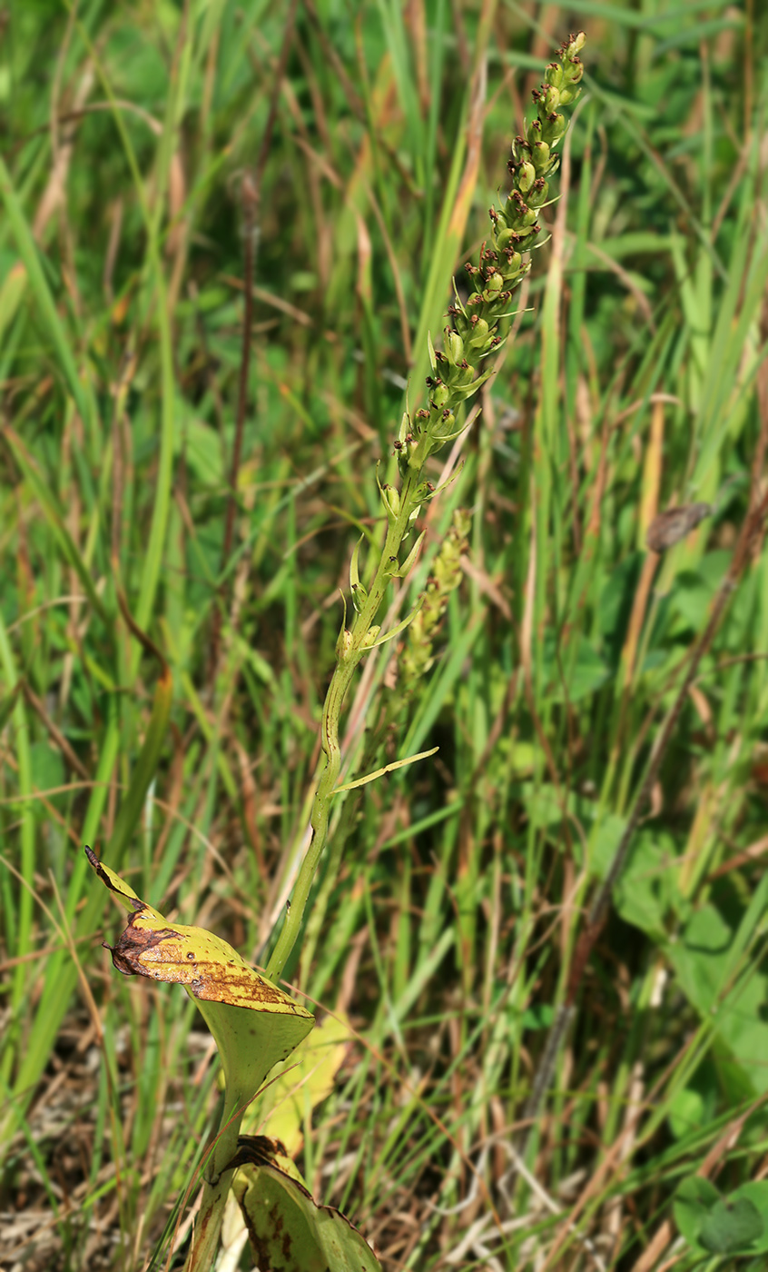 Image of Platanthera ditmariana specimen.