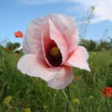 Papaver rhoeas. Цветок (розовая форма). Краснодарский край, г. Усть-Лабинск, склон правого берега р. Кубань. 08.05.2016.