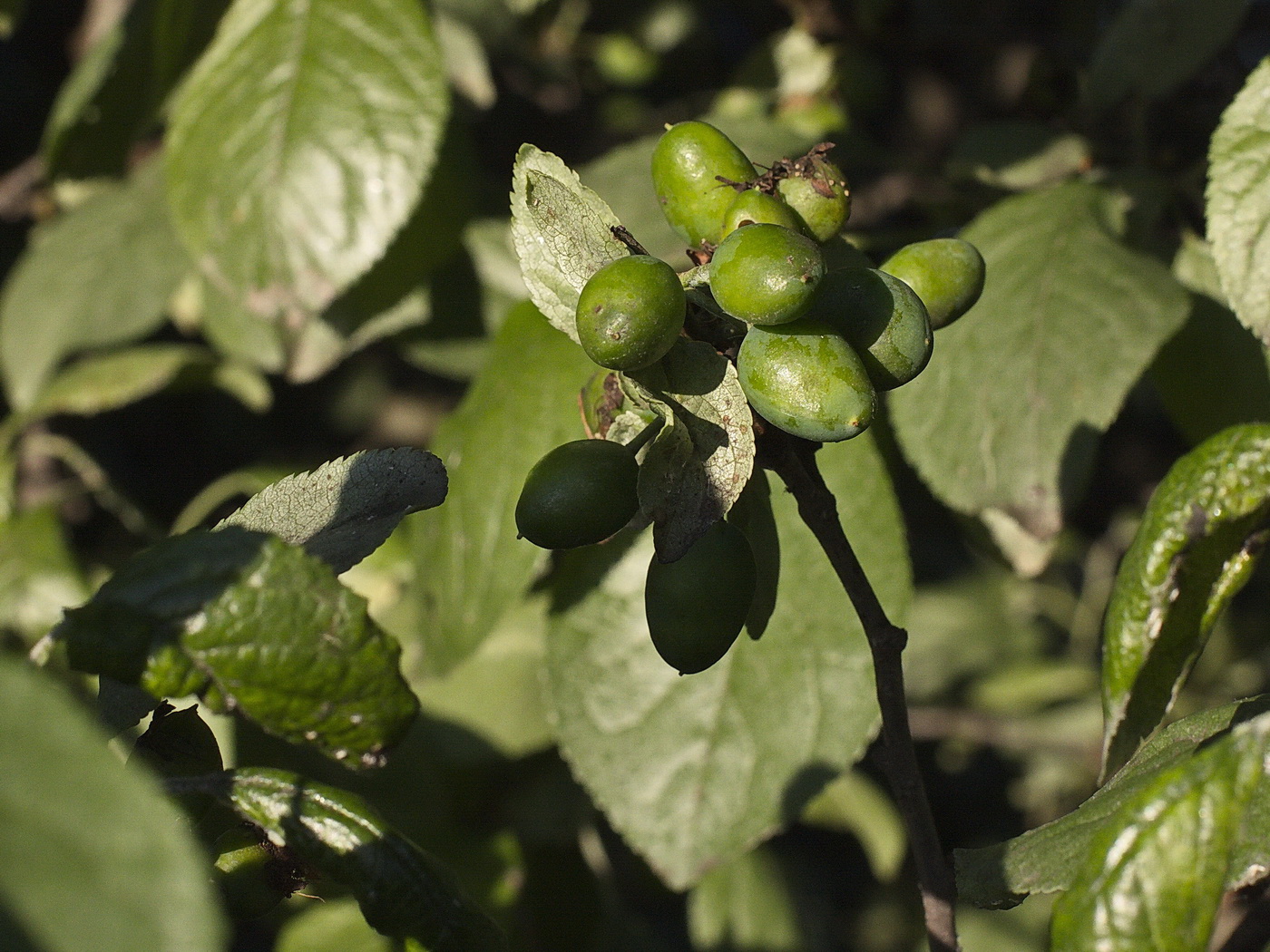 Image of Prunus domestica specimen.