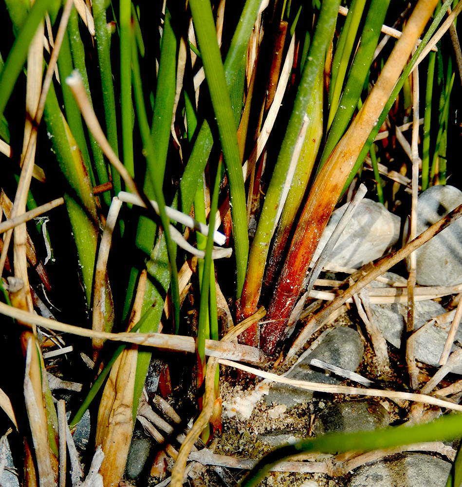 Image of Juncus maritimus specimen.