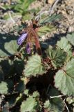 Phacelia campanularia. Верхушка побега с соцветием. США, Калифорния, Joshua Tree National Park, пустыня Колорадо. 01.03.2017.
