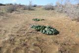 Смотреть изображение Rheum turkestanicum