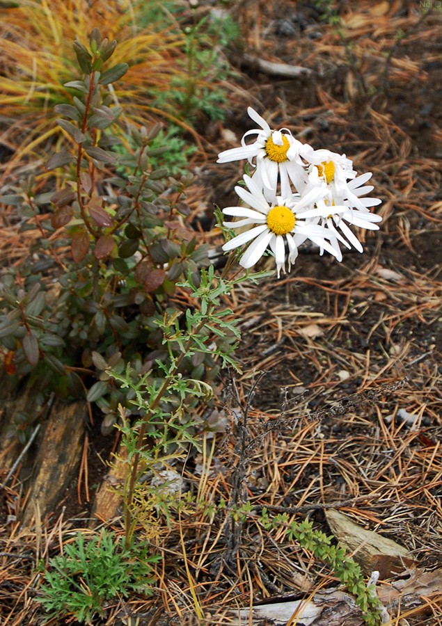 Image of Chrysanthemum zawadskii specimen.