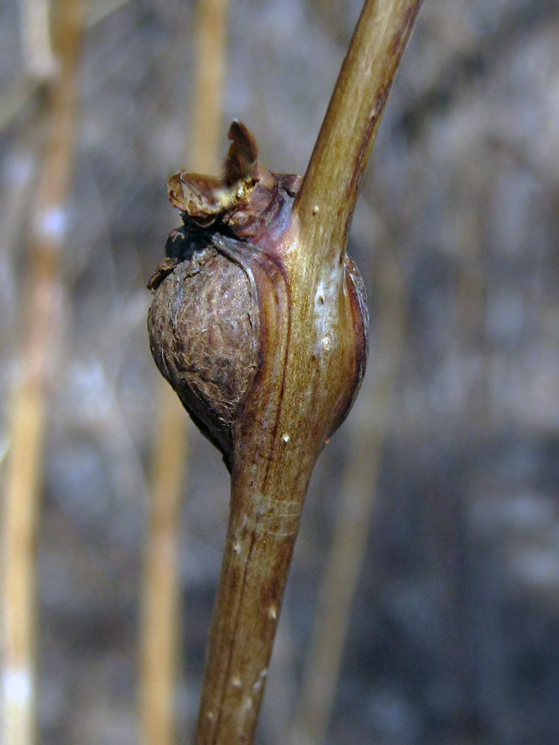 Изображение особи Rubus idaeus.