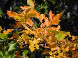 Nothofagus obliqua