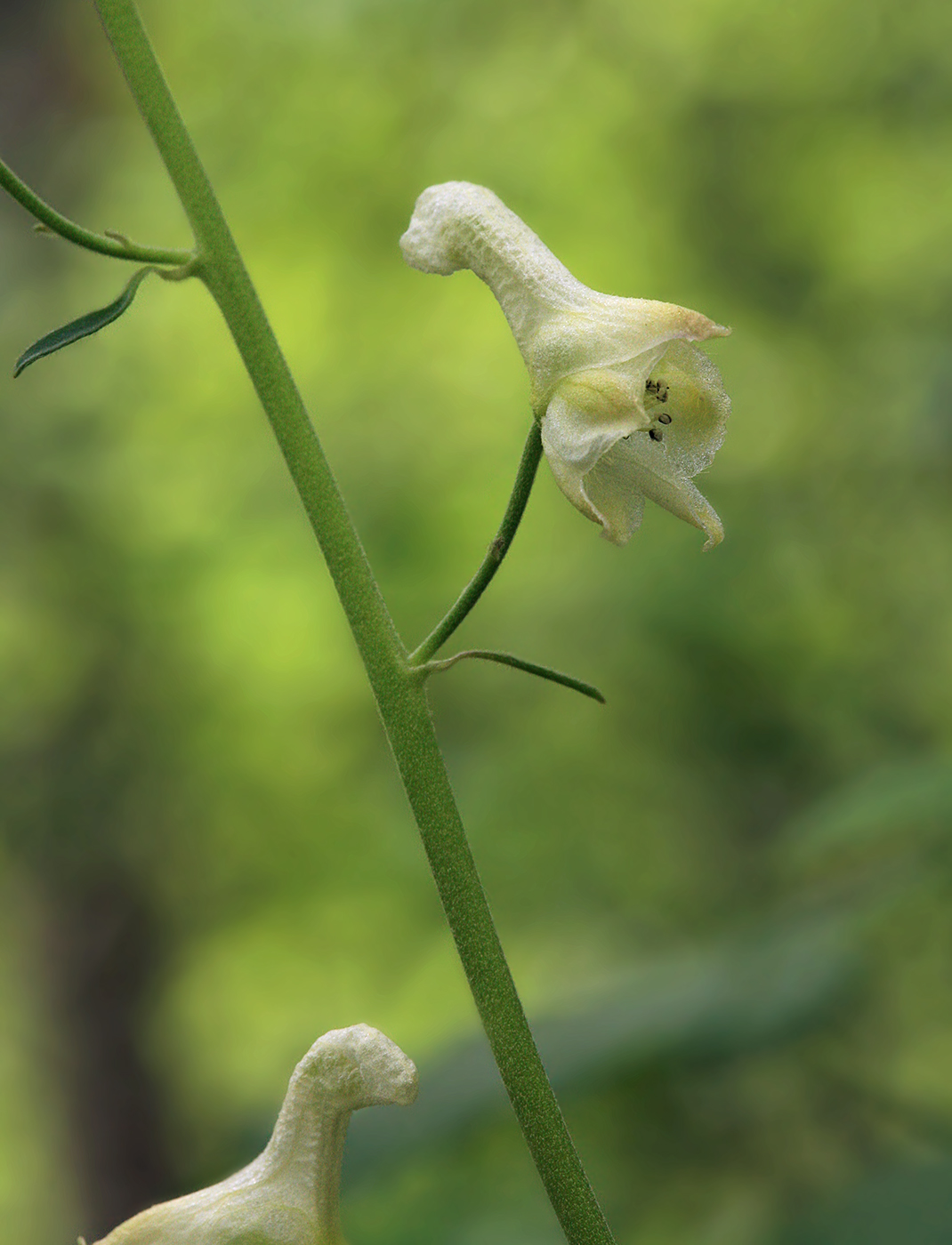 Image of Aconitum ranunculoides specimen.