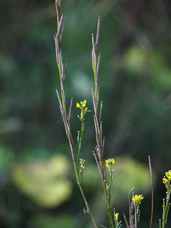 Image of Erysimum hieraciifolium specimen.