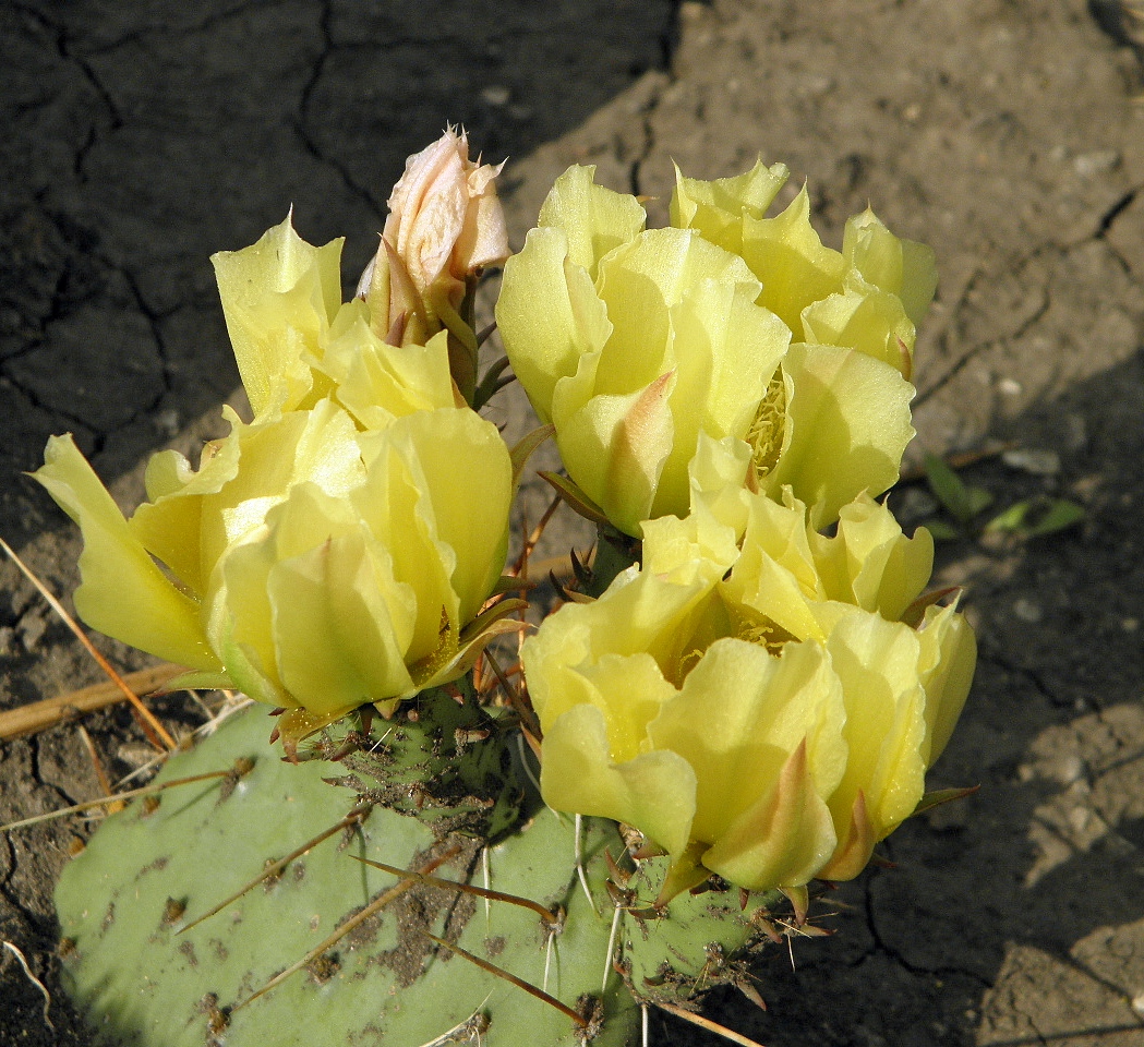 Изображение особи Opuntia phaeacantha var. camanchica.