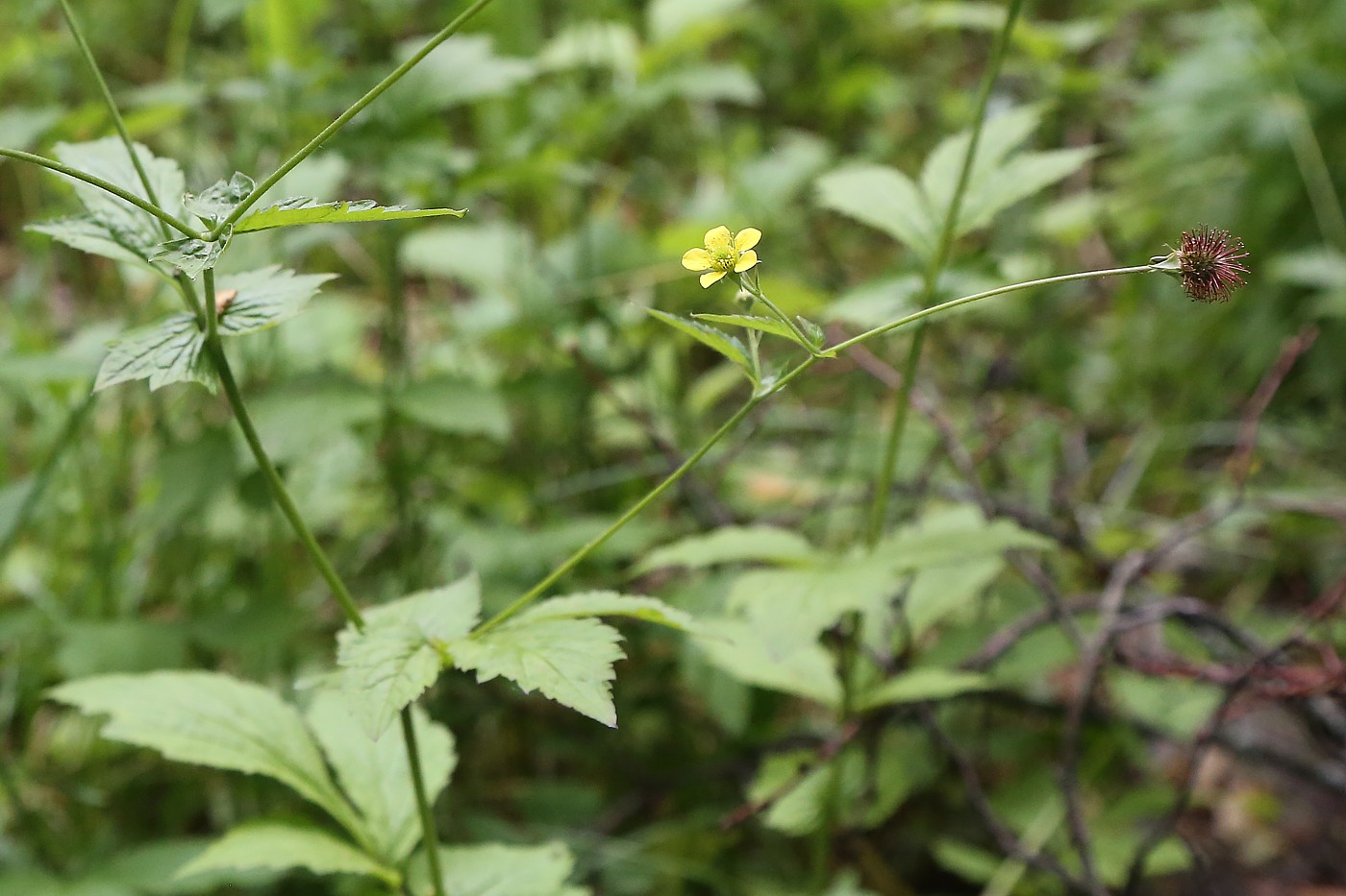 Изображение особи Geum urbanum.