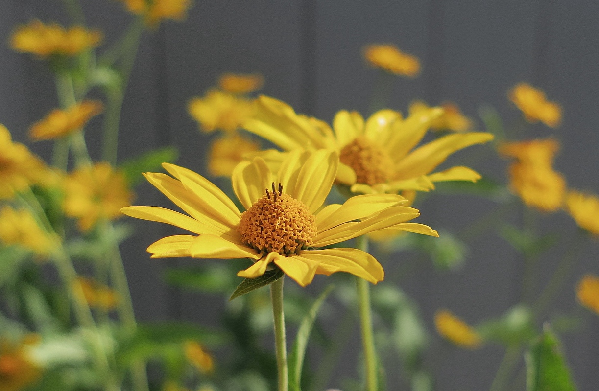 Image of Heliopsis helianthoides ssp. scabra specimen.