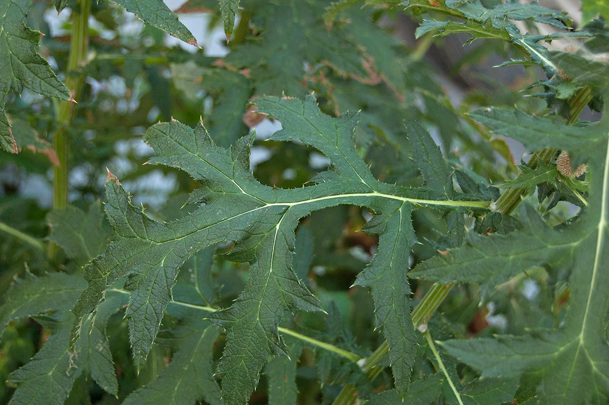 Image of Echinops exaltatus specimen.