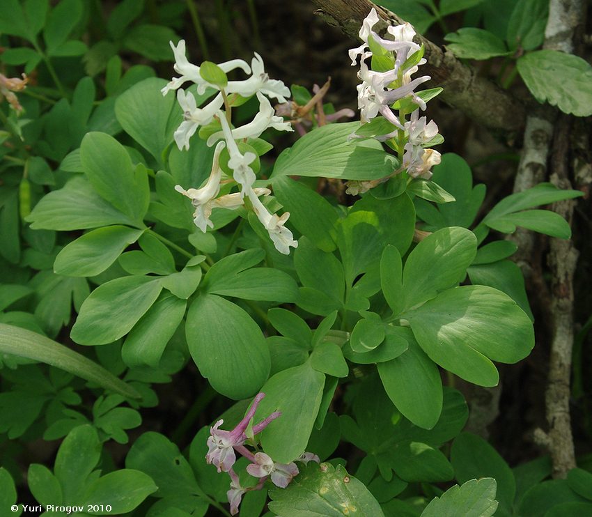 Изображение особи Corydalis marschalliana.