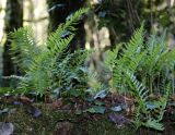 Polypodium vulgare