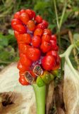 Смотреть изображение Arisaema amurense