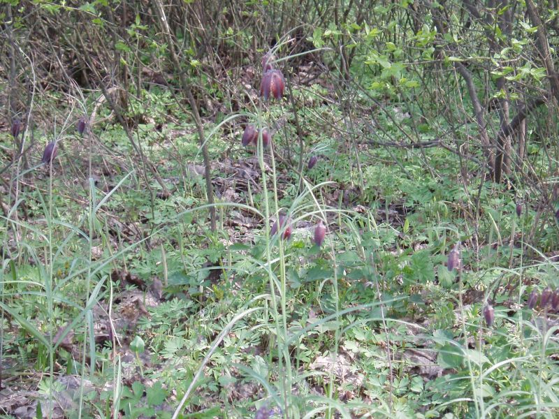 Image of Fritillaria ruthenica specimen.