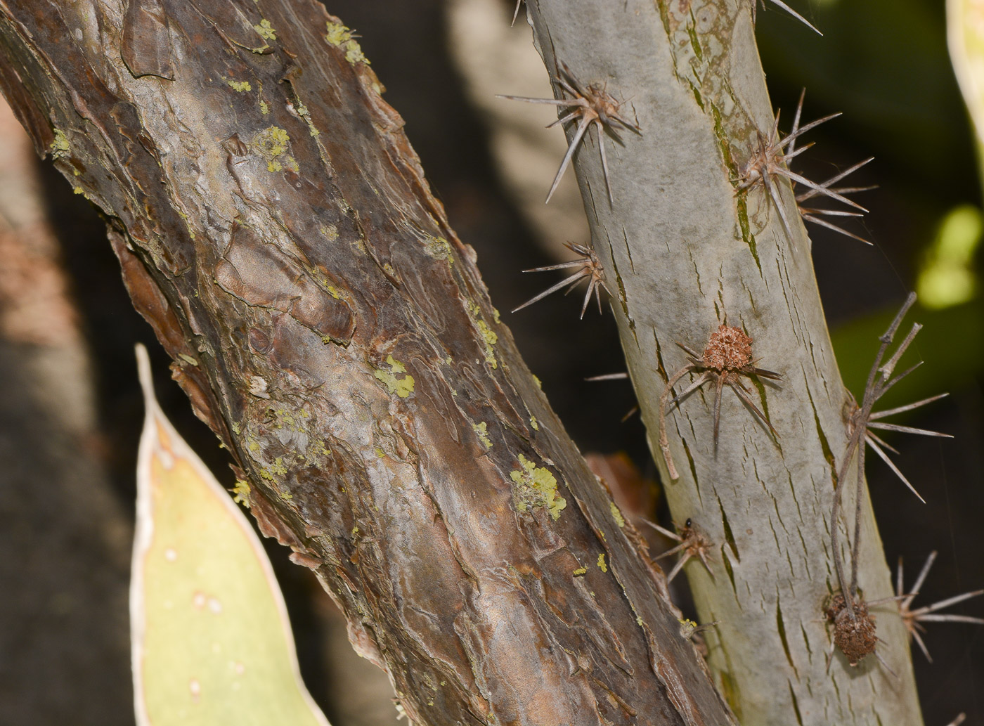 Image of genus Pereskia specimen.