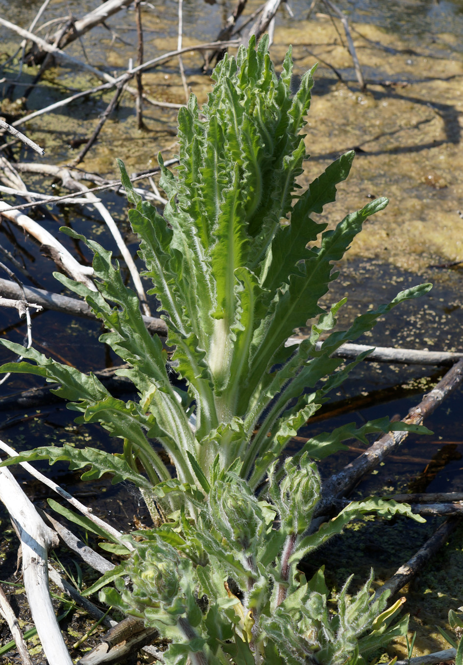 Изображение особи Tephroseris palustris.