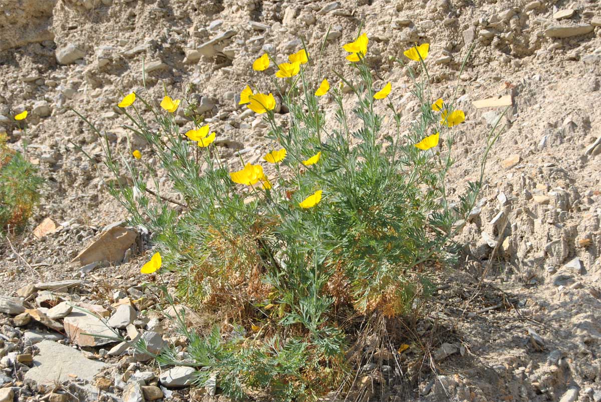 Image of Hunnemannia fumariifolia specimen.