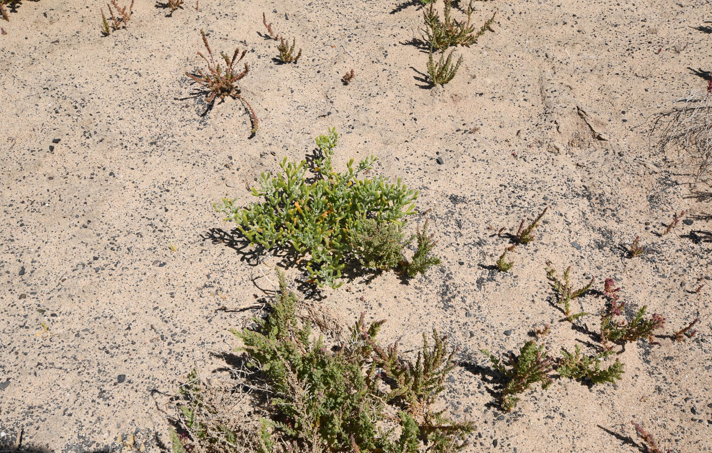 Image of Tetraena fontanesii specimen.