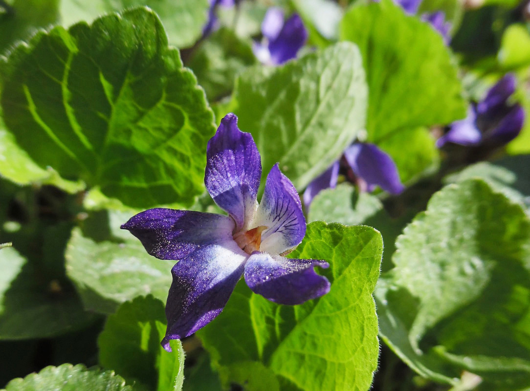 Image of Viola odorata specimen.